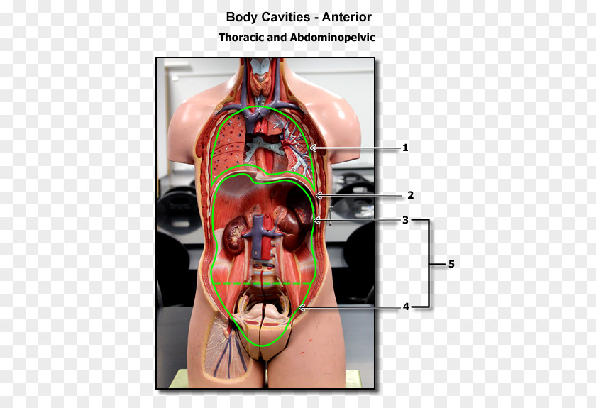 Nose Neurology Jaw Mouth Nerve PNG