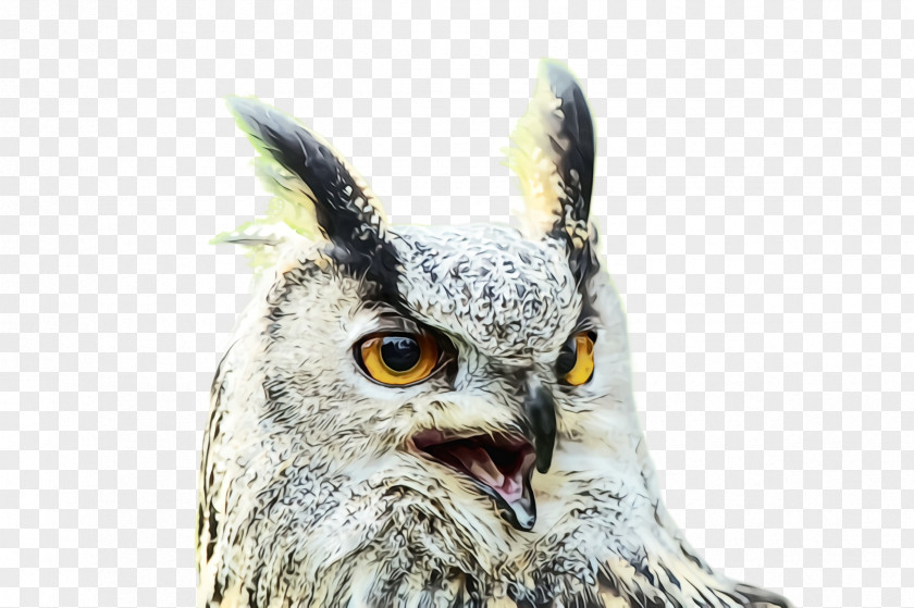 Screech Owl Great Horned Bird Of Prey Beak Eastern PNG