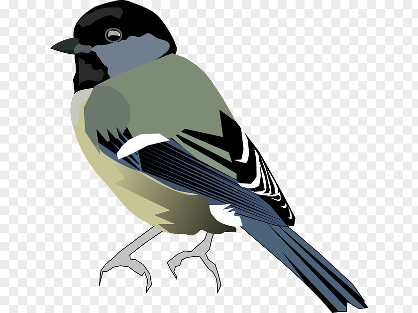 Bird Black-capped Chickadee Beak Clip Art PNG