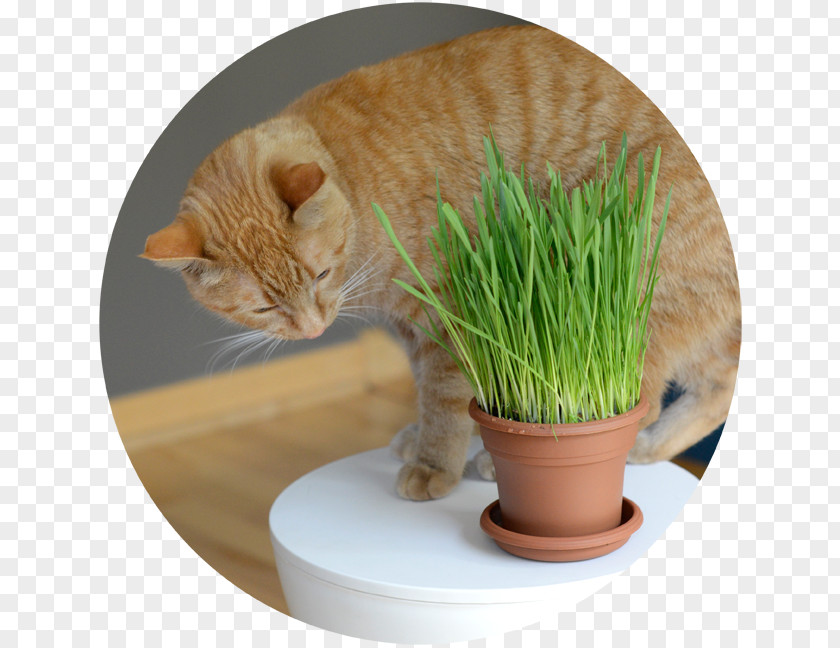 Cat Whiskers Grasses 猫草 Kitten PNG