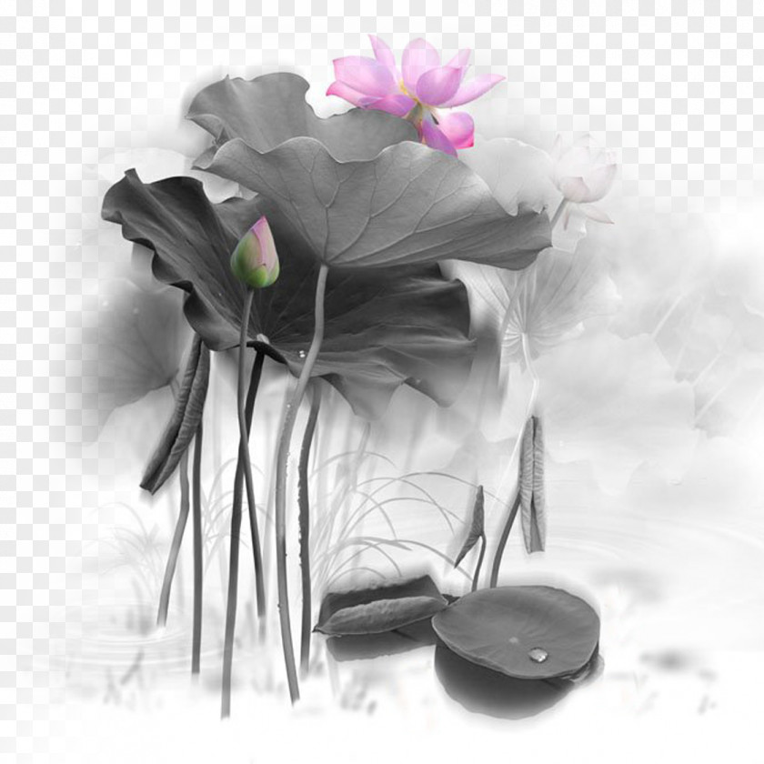 Creative Design Of Lotus Scrolls Ink Wash Painting Nelumbo Nucifera PNG