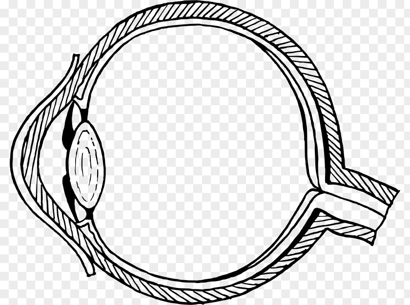Eye Human Diagram The Pupil Drawing PNG