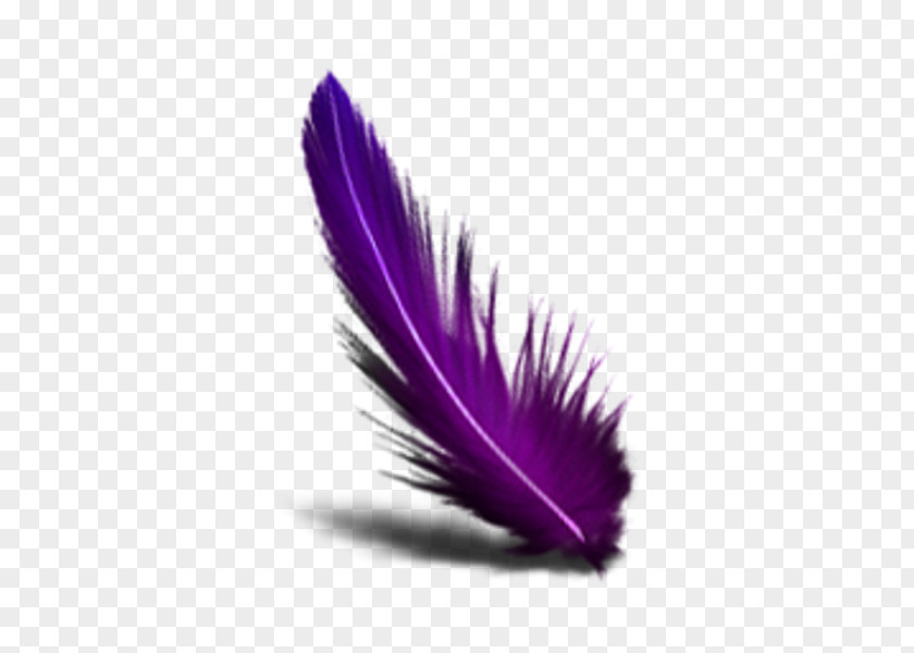 Feather Color Clip Art PNG