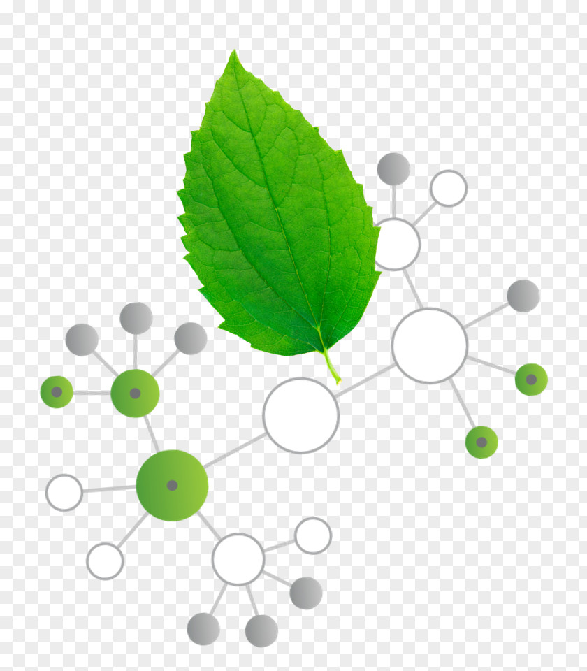 Herbal Features Leaf PNG