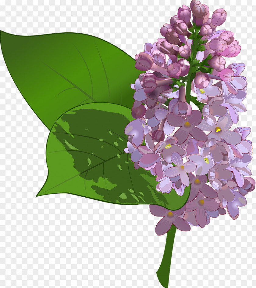 Lilac Common Flower Purple Clip Art PNG