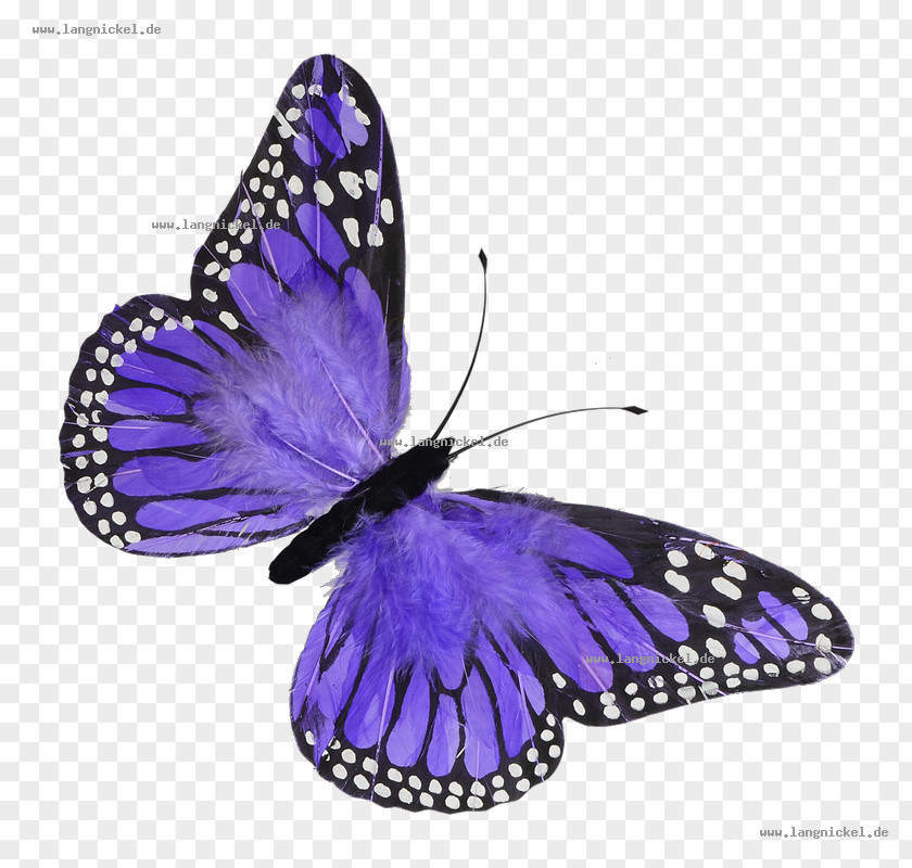 Spring Material Butterfly Violet Color Blue Feather PNG