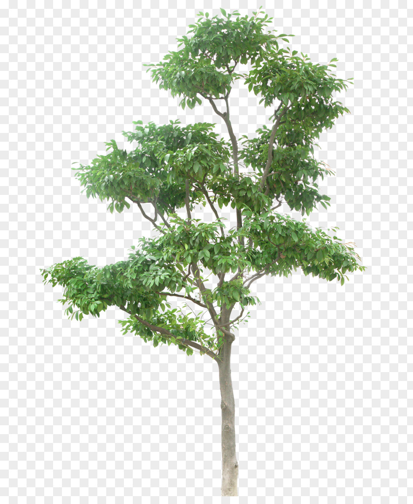 Trees Tree Clip Art PNG