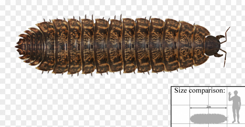 Arthropleura Coal Forest Scolopendra Gigantea Arthropod Carboniferous PNG