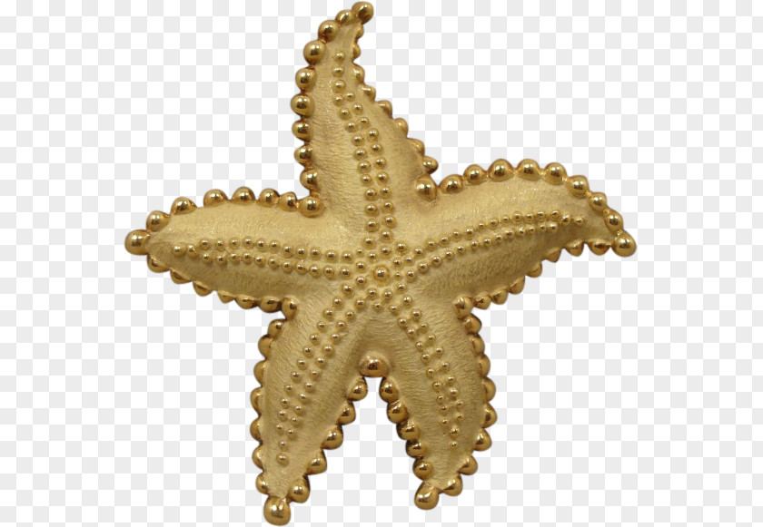 Starfish Echinoderm PNG