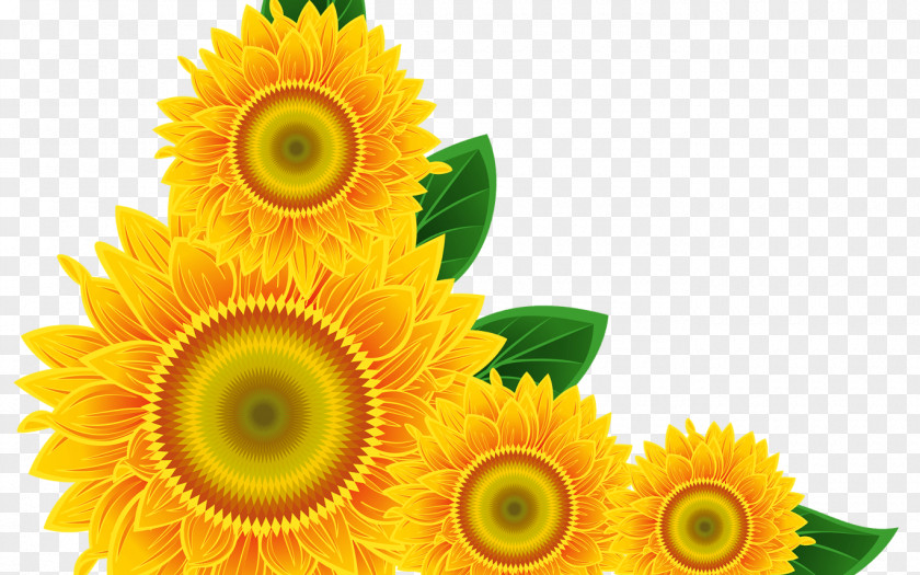 Sunflower Oil Clip Art Image Watercolor Painting Transparency PNG