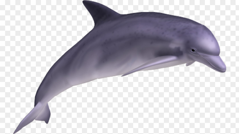 Dolphin Common Bottlenose Clip Art PNG