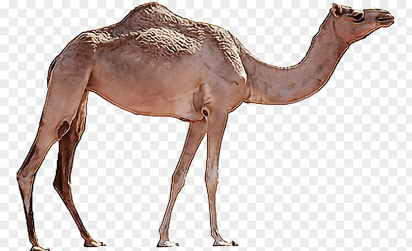 Dromedary Cartoon Drawing Bactrian Camel Desert PNG