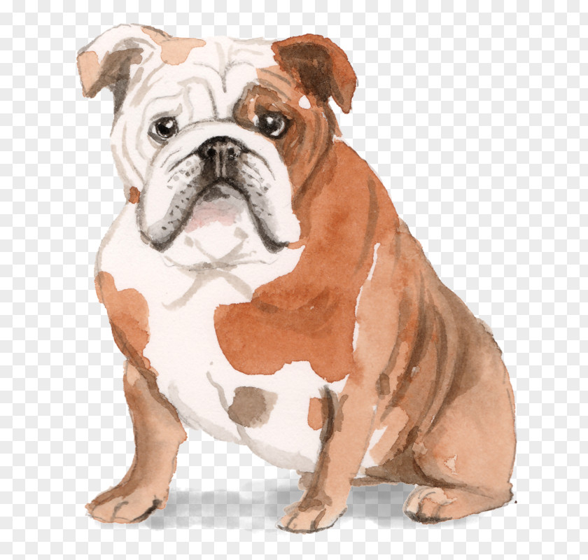 Puppy French Bulldog Dachshund Pug PNG