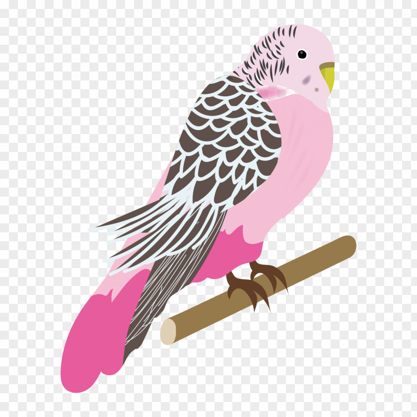 Bird Budgerigar Parrot Parakeet Pink PNG