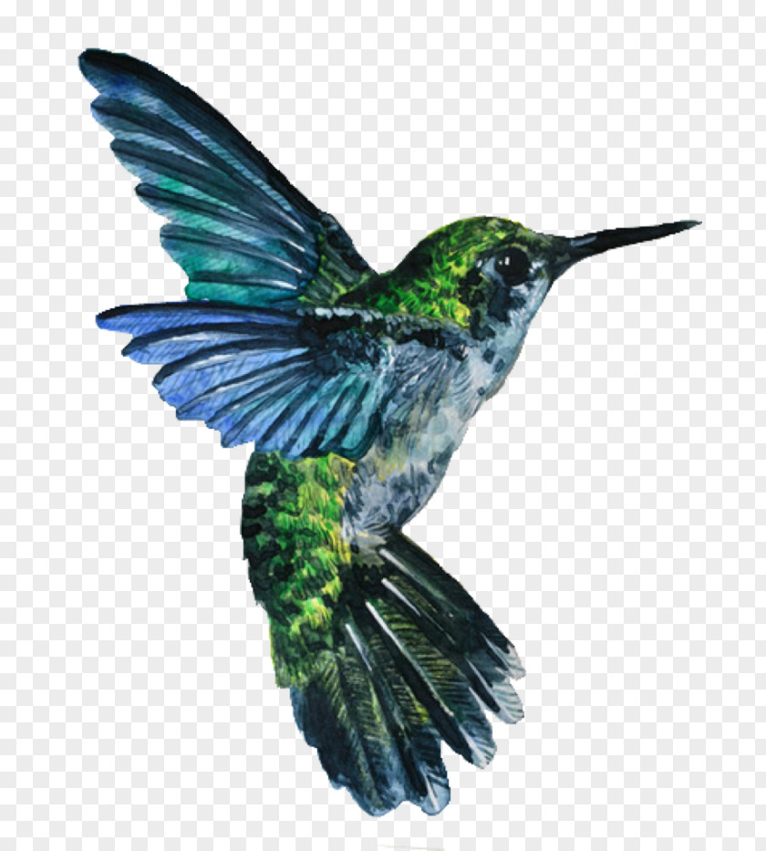 Bird Hummingbird Watercolor Painting Drawing PNG