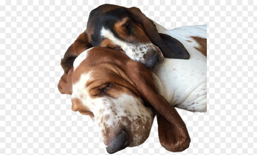 Denises Spic Span Basset Artésien Normand Hound English Foxhound American Grand Anglo-Français Tricolore PNG