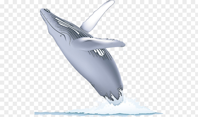 Dolphin Cetaceans Whales Porpoises Fish PNG