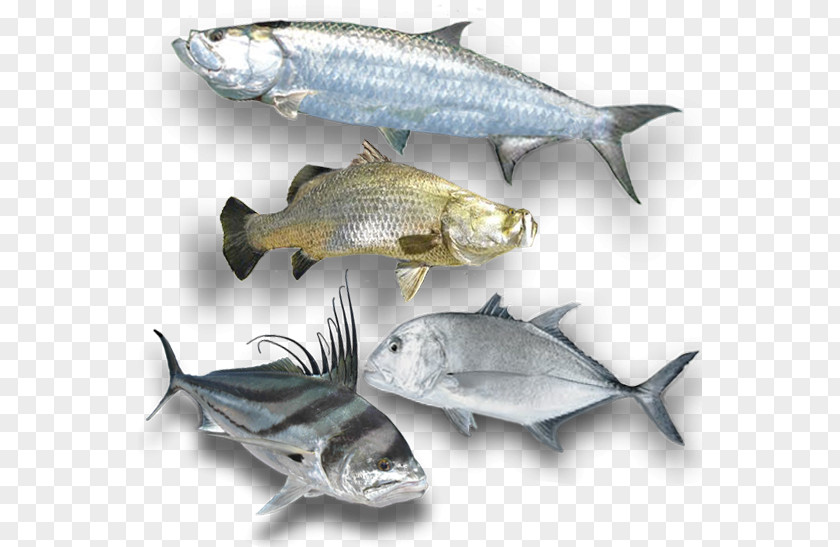 Fishing South Australia Western Sardine Game Fish PNG