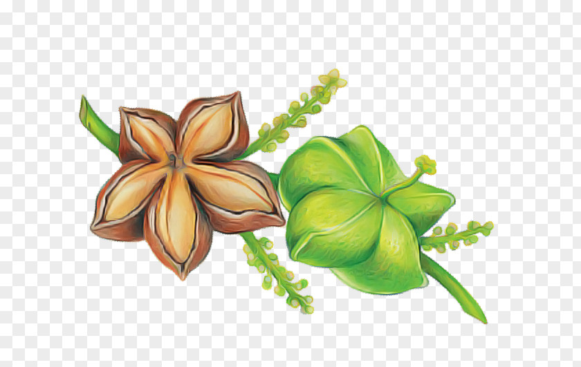 Flower Petal Plant Biology Science PNG