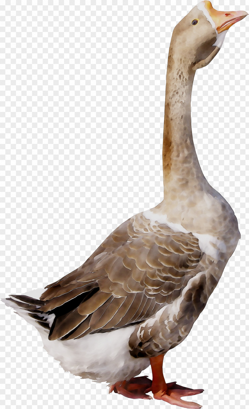 Goose Duck Bird Grey Geese Poultry PNG
