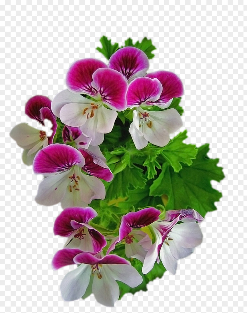 Pouring Pink Flowers Violet Floral Design Clip Art PNG