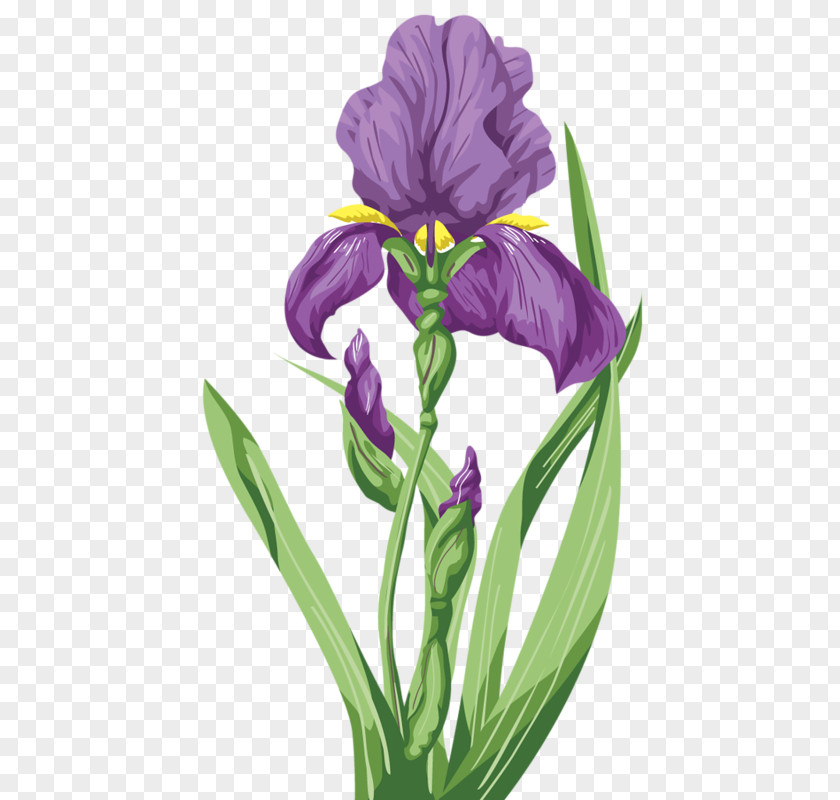 Purple Iris Irises Flower Lilium PNG
