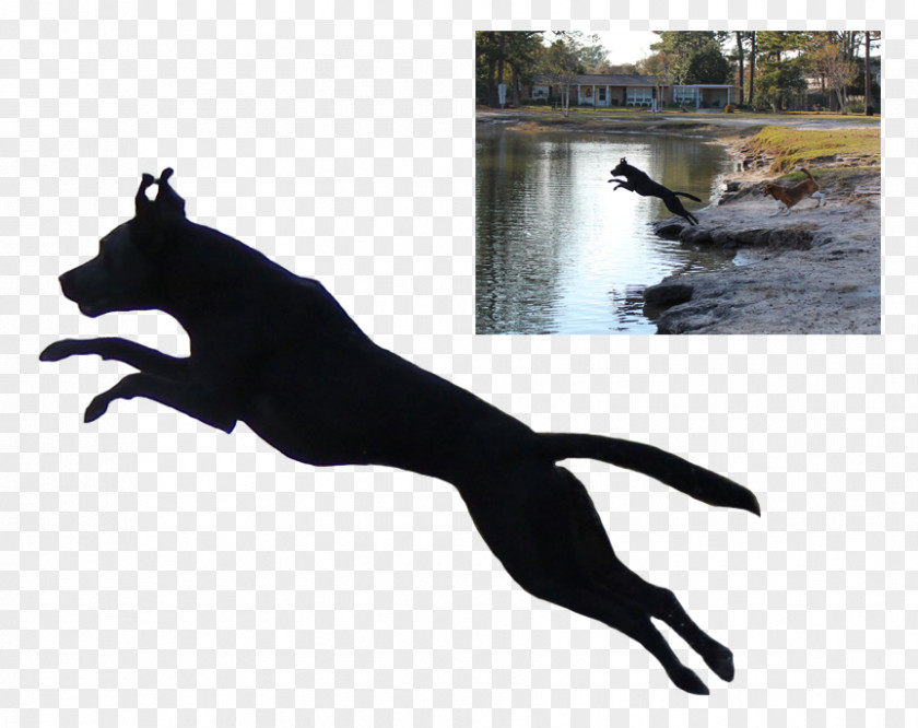 Silhouette Labrador Retriever Cougar American Pit Bull Terrier Pet PNG