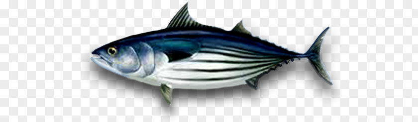 Fishing Bigeye Tuna Albacore Skipjack Atlantic Bluefin Yellowfin PNG