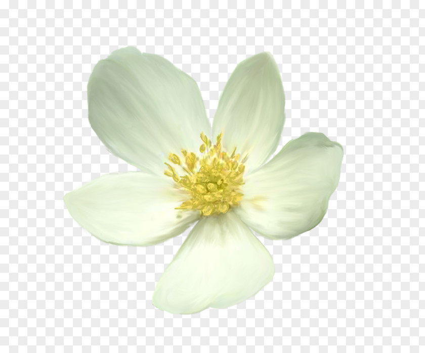 Flower Truevision TGA PNG