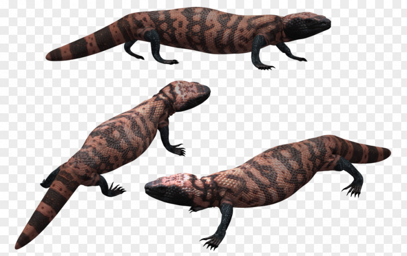 Gila Monster Lizard Poser Drawing Wildlife PNG