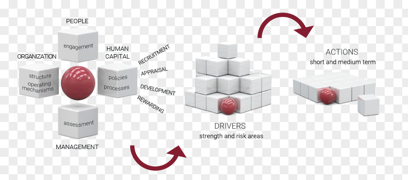 Human Organization Due Diligence Capital Change Management Business Process PNG