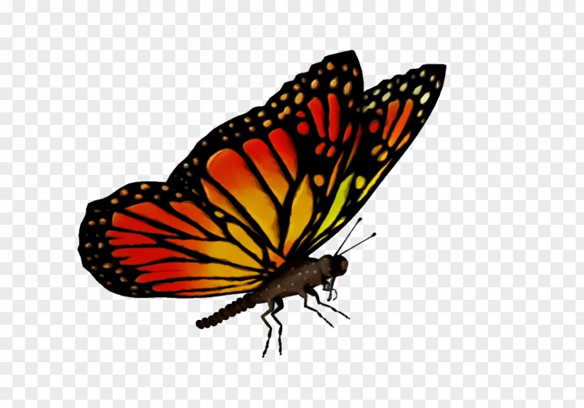 Monarch Butterfly PNG