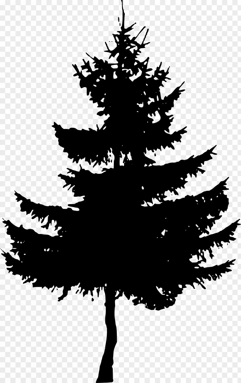 Pine Fir Cedar Spruce Pinus Palustris Tree PNG
