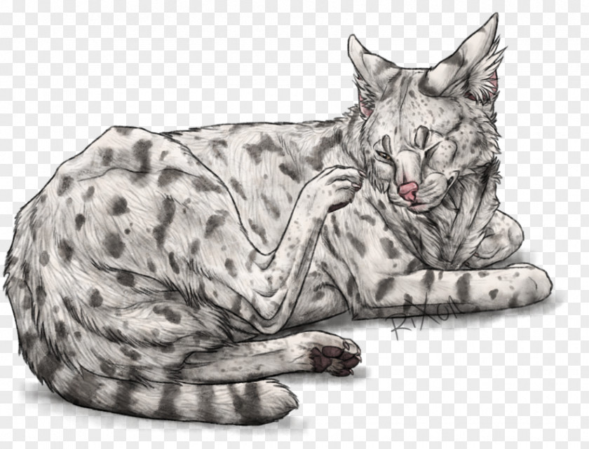 Snow Leopard California Spangled Ocicat Whiskers Domestic Short-haired Cat Tabby PNG
