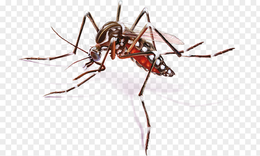 Vector Yellow Fever Mosquito Zika Virus Disease PNG