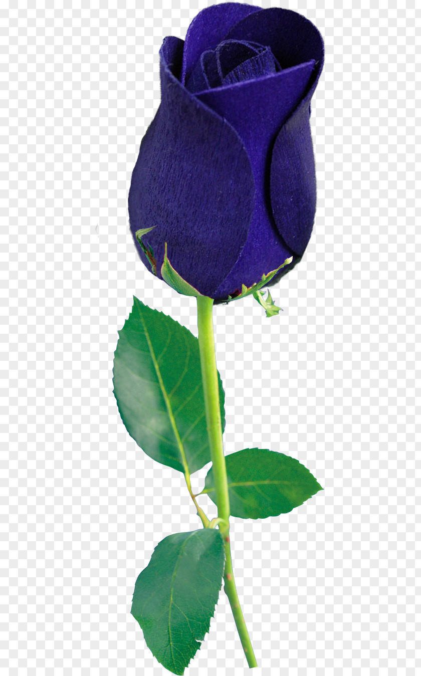 Blue Rose Garden Roses Clip Art PNG