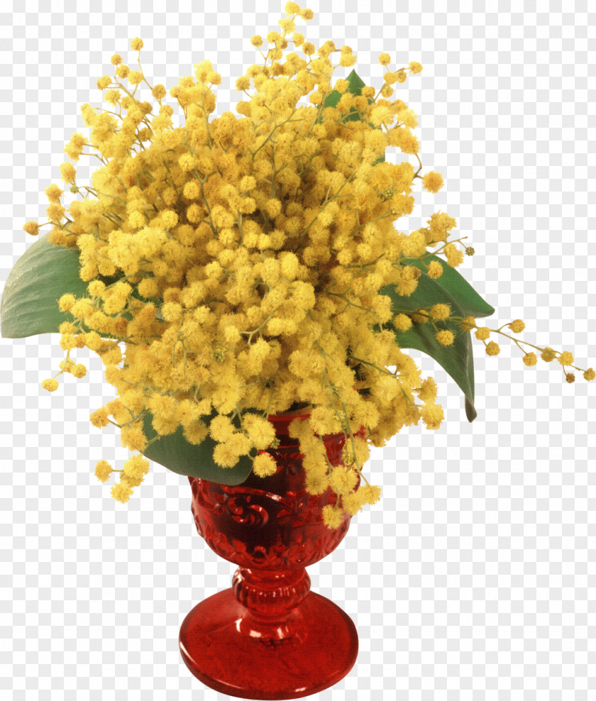 Flower Mimosa Salad Pudica Yandex Search Blog PNG