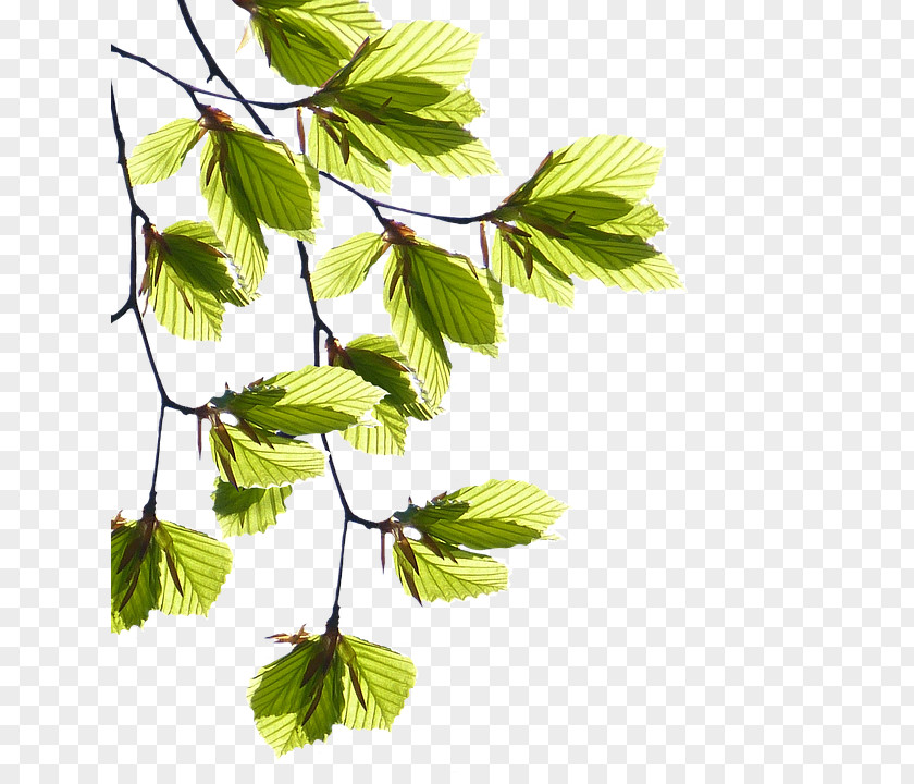 Leaf Naturheilpraxis & Schulungszentrum Thielen Clip Art PNG