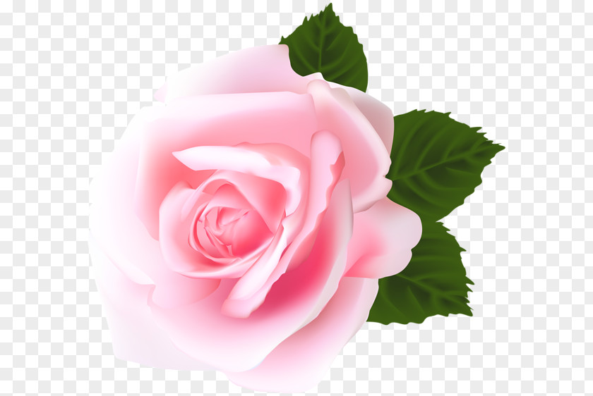Pink Rose Centifolia Roses Floribunda Garden Clip Art PNG