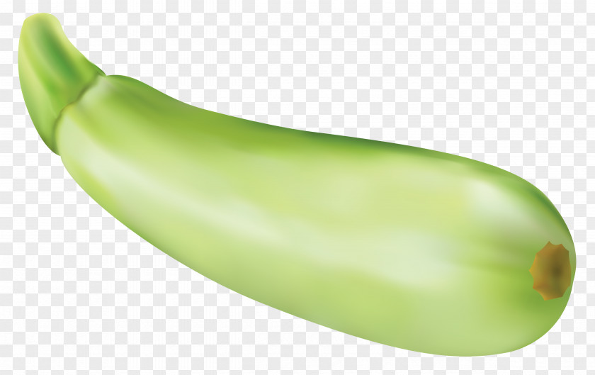 Zucchini Vector Clipart Image Vegetable PNG