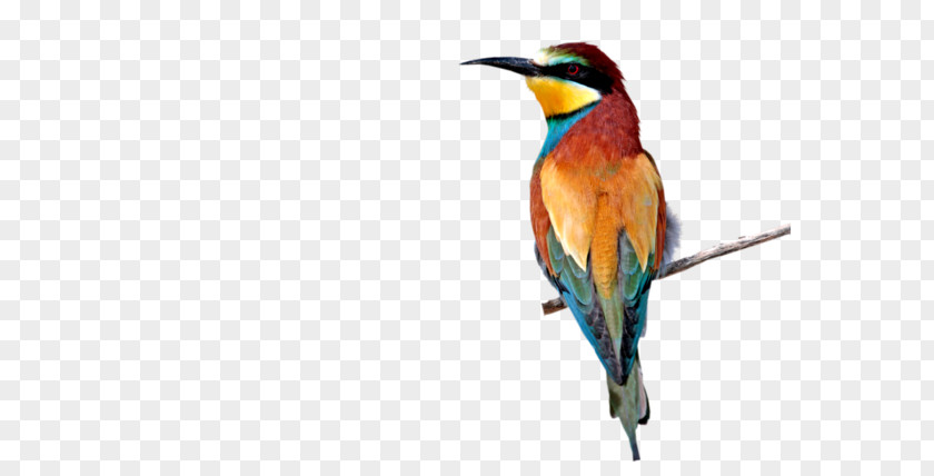 Bee-eater Hummingbird M PaintShop Pro Tutorial PNG