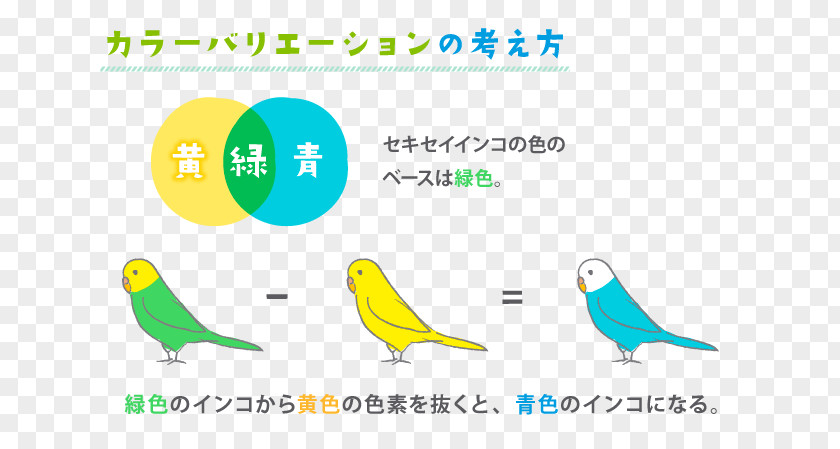 Budgerigar Parrots Parakeet Yellow Color PNG