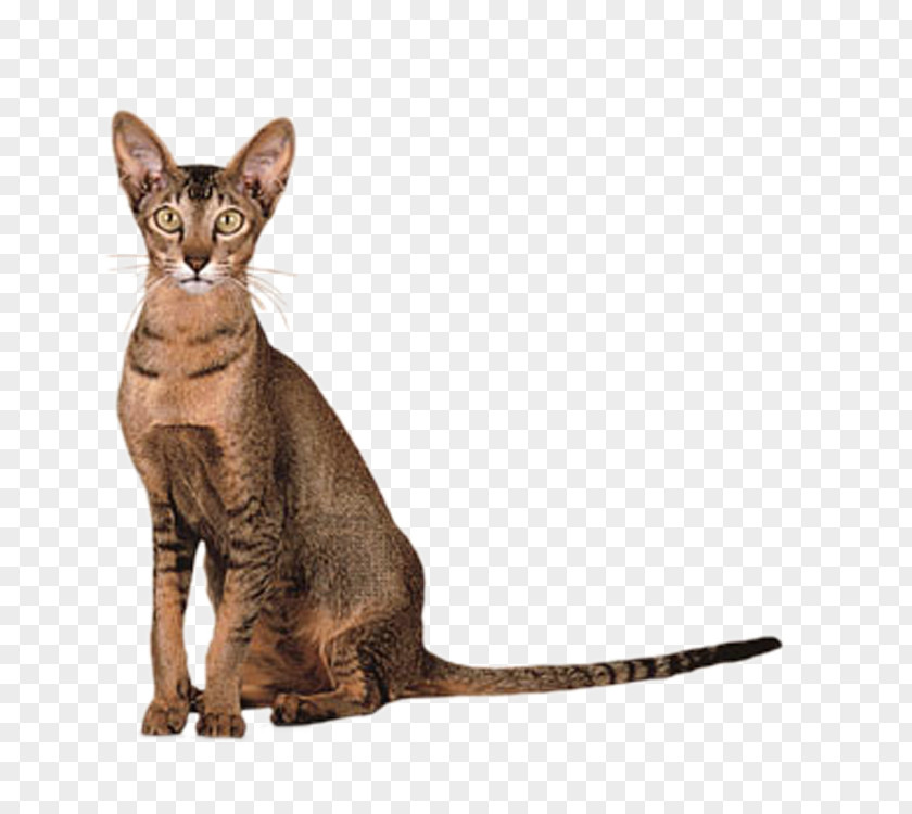 Cute Cat Oriental Shorthair Siamese British Colorpoint Exotic PNG