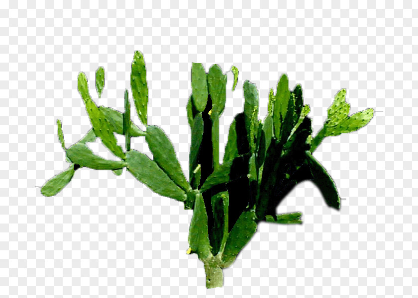Plant Leaf Vegetable Flowerpot Herb Stem PNG