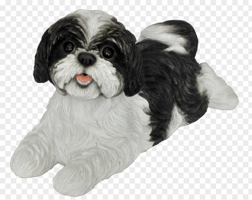 Puppy Shih Tzu Havanese Dog Cavalier King Charles Spaniel Cavapoo PNG