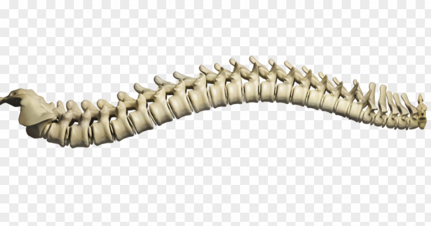 Chiropractic Vector Vertebral Column Human Back Pain PNG