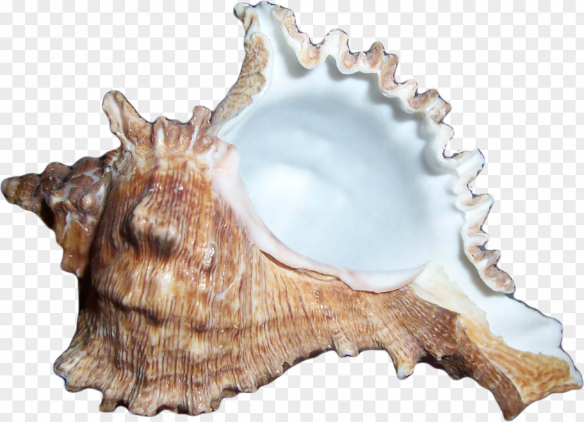 Creative Brown Conch Sea Snail Icon PNG