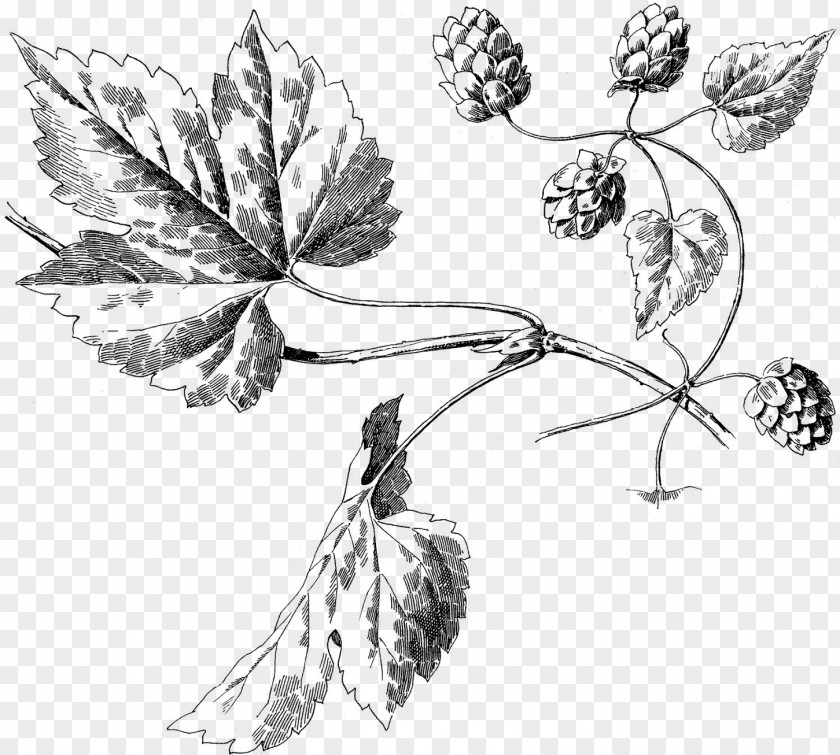 Garlic Turgua Brewing Botanical Illustration Botany Hops Harvard University Herbaria PNG
