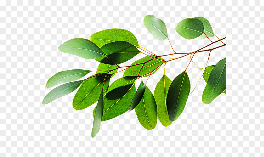 Leaf Eucalyptus Polybractea Lemon-scented Gum Alamy Stock Photography PNG