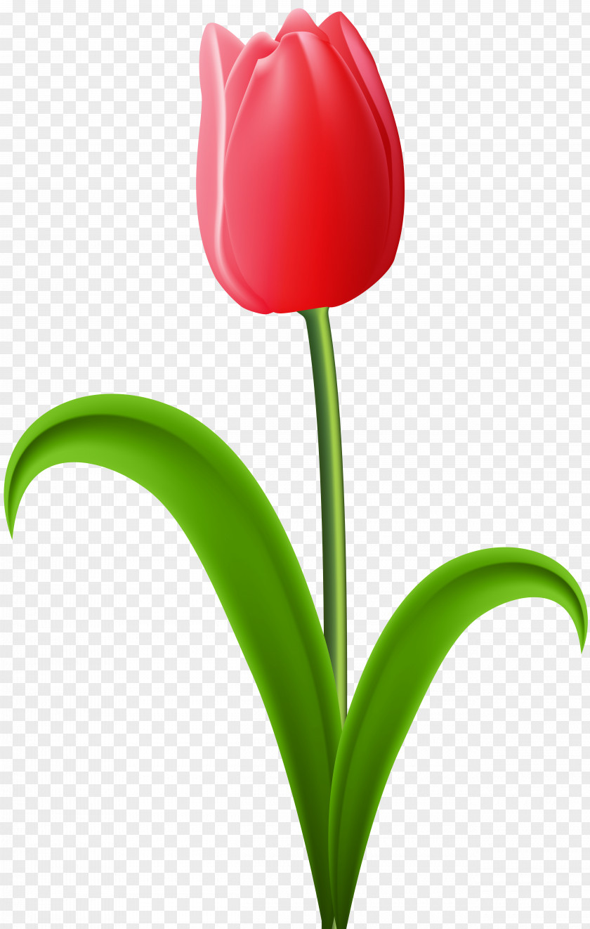 Red Tulip Transparent Clip Art Image Liriodendron Tulipifera Orange Festival PNG